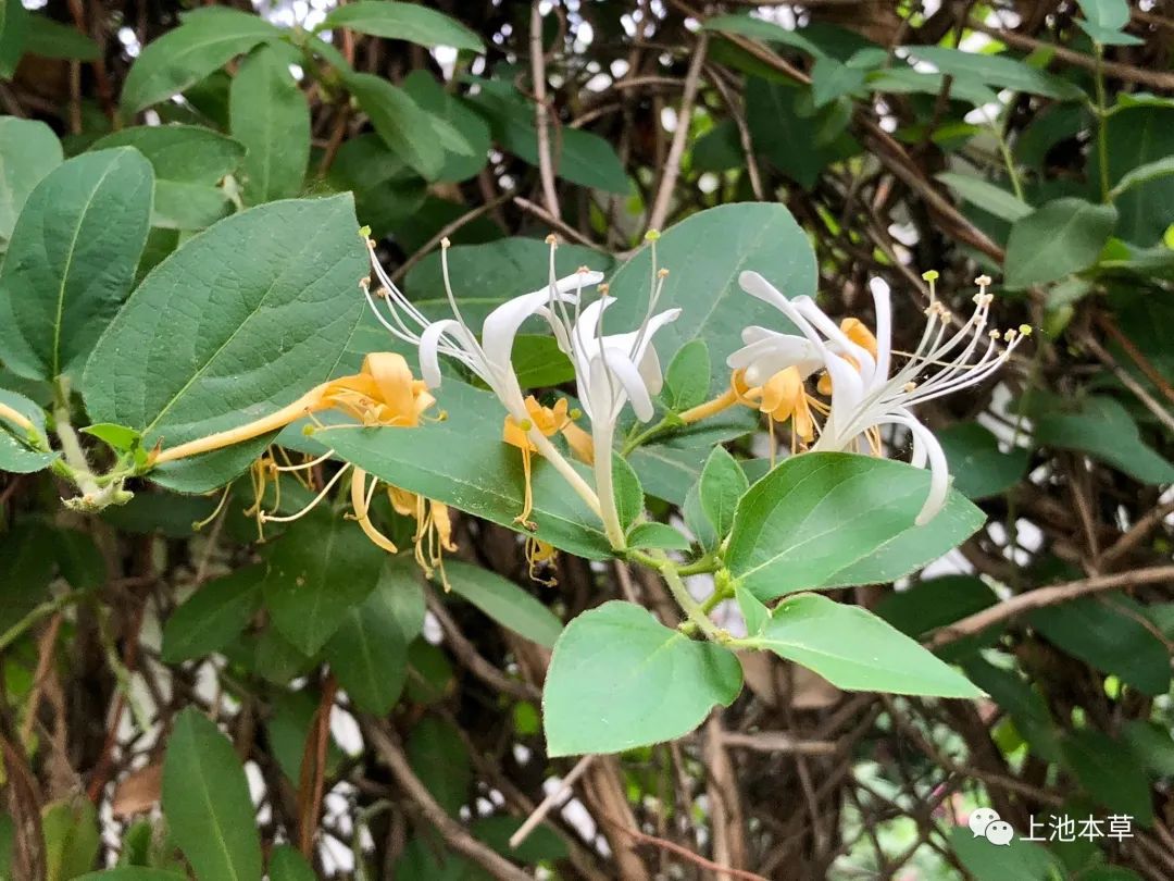 Knowledge of Chinese Herbs: Honeysuckle