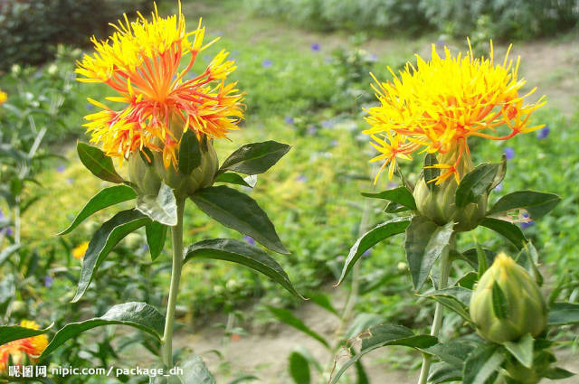 Daily Herb 102: Safflower - Do You Know the Origin of Rouge?