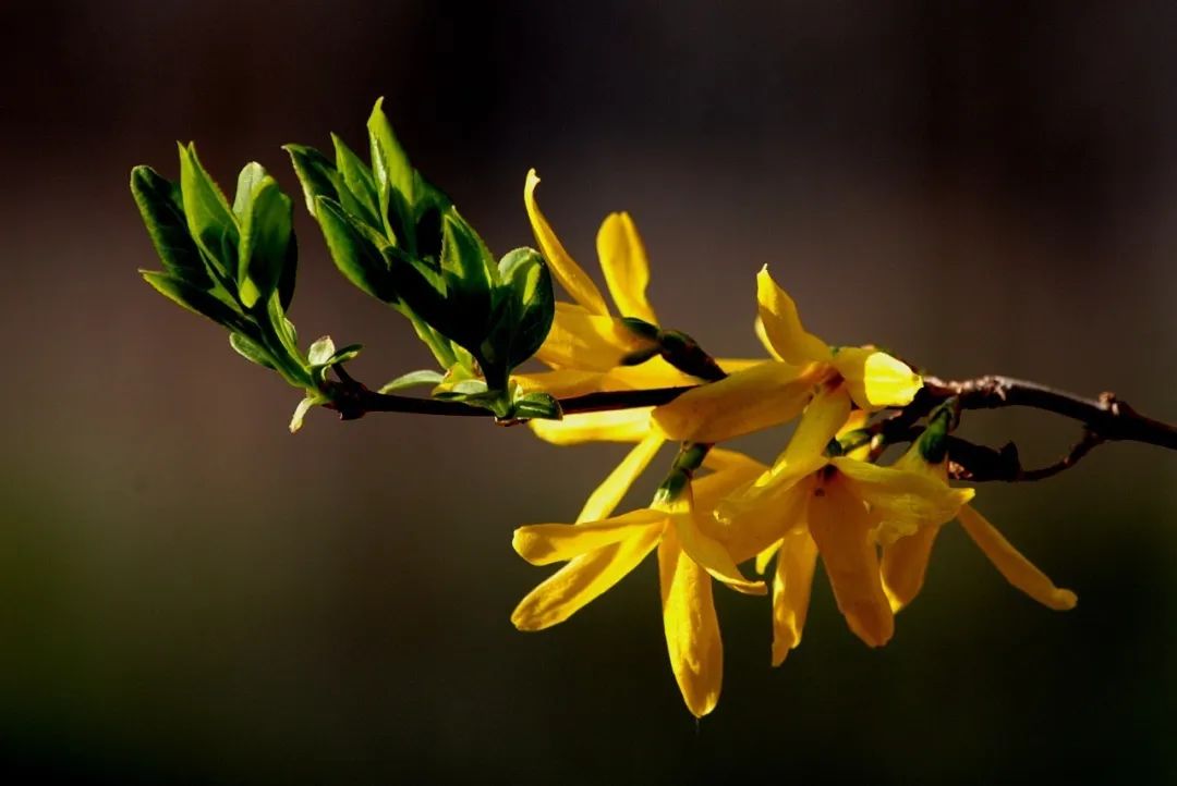 Understanding Forsythia: The Golden Flower of Spring