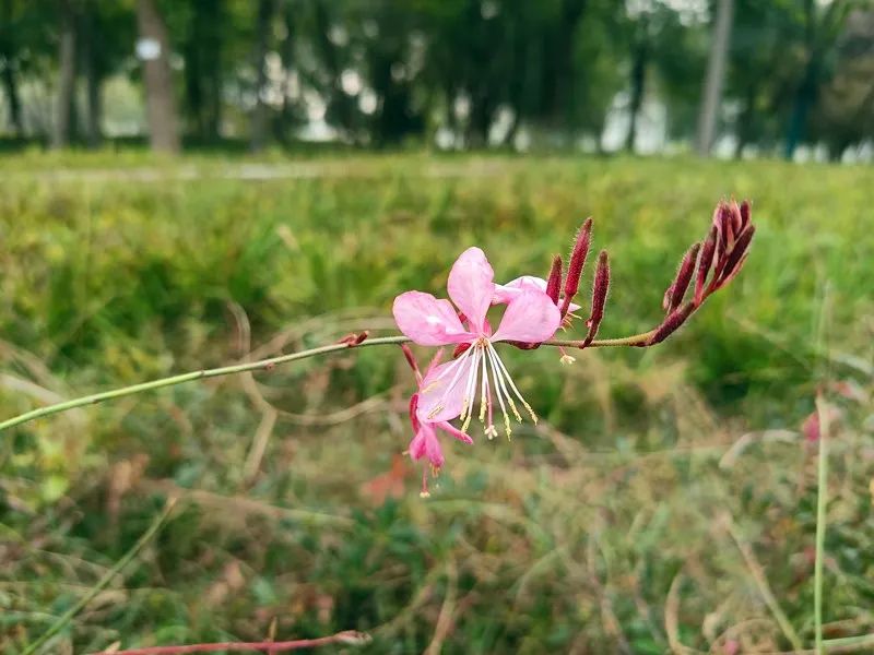 The Most Powerful Ancient Formula for Activating Blood and Resolving Stasis: Do You Know Its Numerous Benefits?