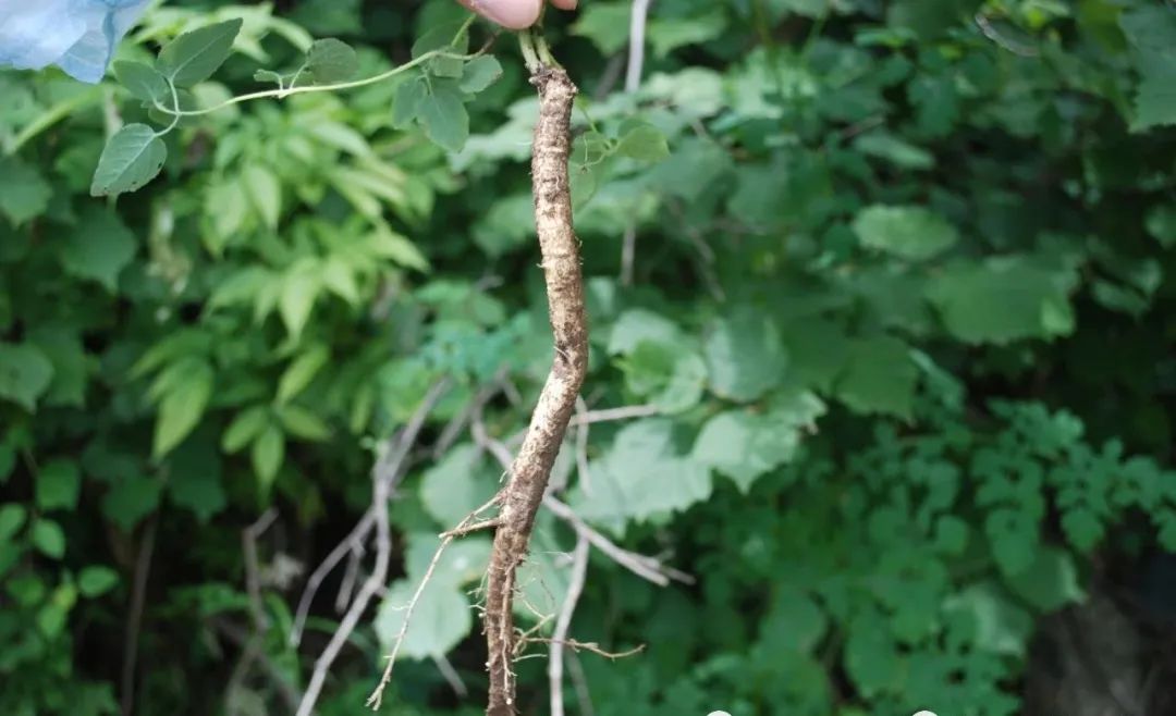 Common Chinese Medicinal Herbs: Codonopsis (Dang Shen)