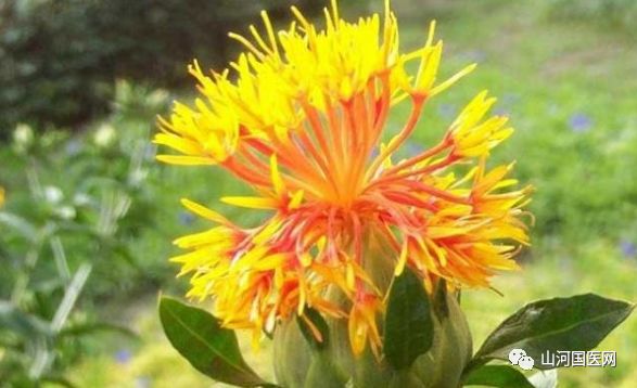 Traditional Chinese Medicine: Safflower (Hóng Huā)