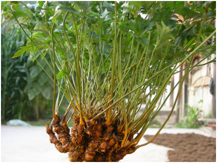 Traditional Chinese Medicine Series: Huang Lian (Coptis)
