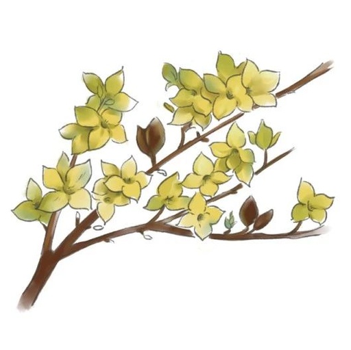 The Health Benefits of Forsythia: Are You Still Confusing It with Jasmine?