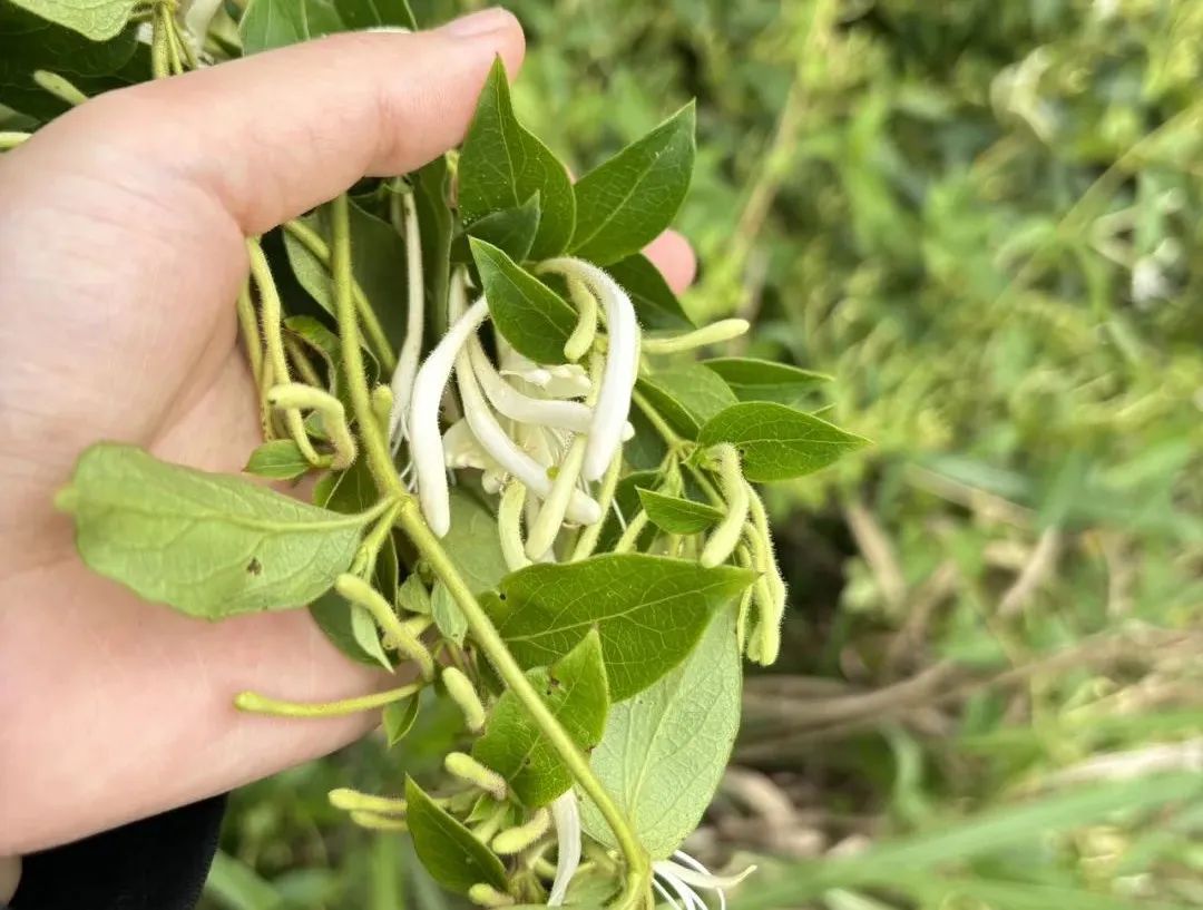 Honeysuckle: The First Flower for Clearing Heat and Detoxification, A Must-Try Herbal Tea for Health
