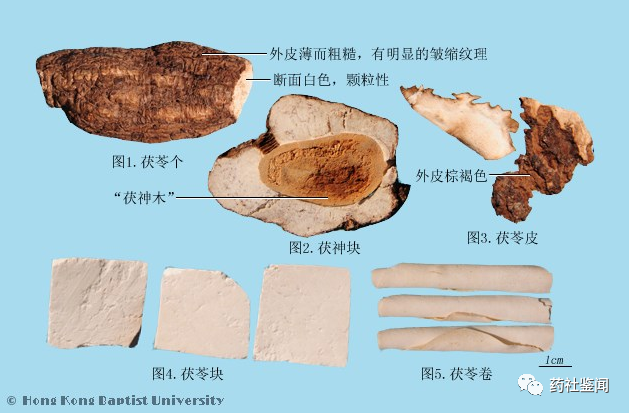 Poria (Fuling) - A Comprehensive Overview