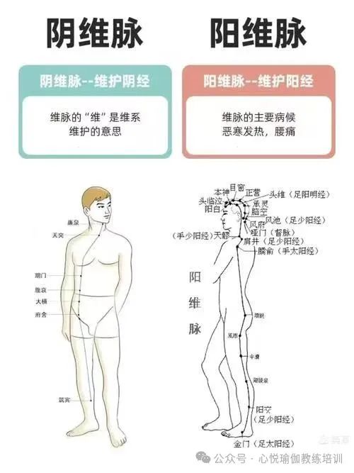 The Eight Extraordinary Meridians: Yin Wei and Yang Wei, Temporal and Spatial Connectors of the Human Meridians