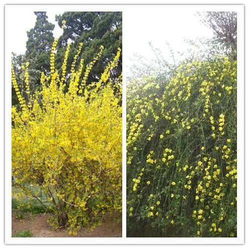 The Efficacy of Lianqiao (Forsythia suspensa): Reducing Swelling, Clearing Heat, and Detoxifying