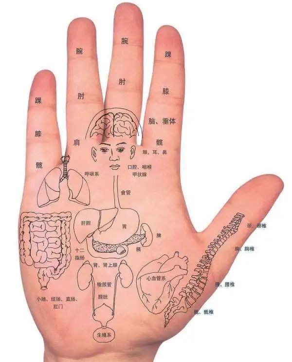 Comprehensive Guide to Holographic Diagnosis in Traditional Chinese Medicine
