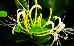 The Most Beautiful Chinese Herb: Honeysuckle, the 'First Flower of Summer'