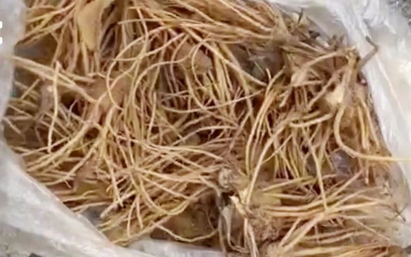 Overview of Cang Zhu (Atractylodes)