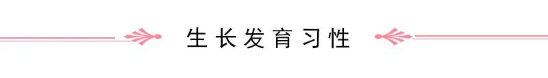 Introduction to Jin Yin Hua (Honeysuckle Flower)