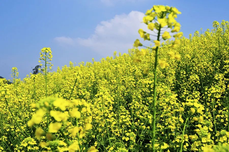 Spring Equinox Health Preservation: Balancing Yin and Yang