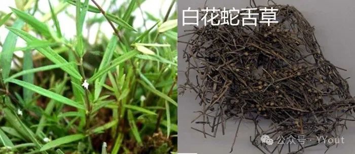 Secret Recipe for Treating Colitis by Renowned Physician Tang Chengzu: Fu Zheng Qu Xie Decoction