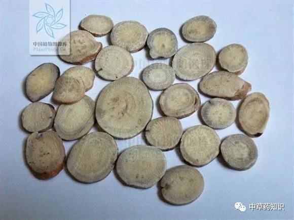 Traditional Chinese Medicine Herb: Bai Shao (White Peony)
