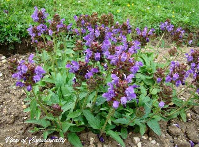 Illustrated Guide to 50 Common Medicinal Herbs in Rural Areas
