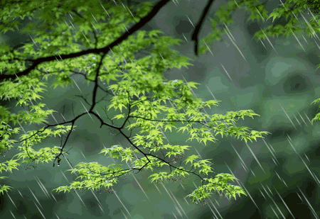 The Arrival of "Grain Rain" - Effective Methods to Eliminate Dampness!