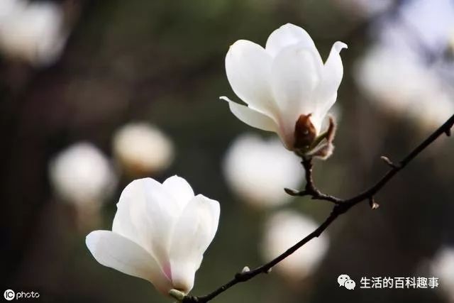 Liver and Gallbladder Damp-Heat: Dry Mouth and Bitter Taste, Spleen and Stomach Yang Deficiency: Diarrhea, Coexistence of Damp-Heat and Yang Deficiency, How to Improve?