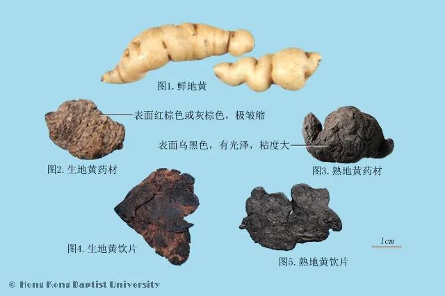 Understanding Yin Deficiency Constitution in Traditional Chinese Medicine