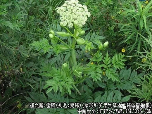 The Efficacy and Usage of Angelica Sinensis (Dong Quai)