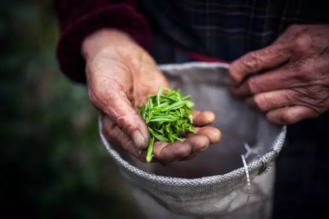 The Truth Behind 'Drinking Tea for Three Years Leads to Spleen Deficiency'