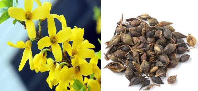 Lian Qiao - The Holy Medicine for Skin Ulcers and a Remarkable Remedy for Heat-Induced Vomiting