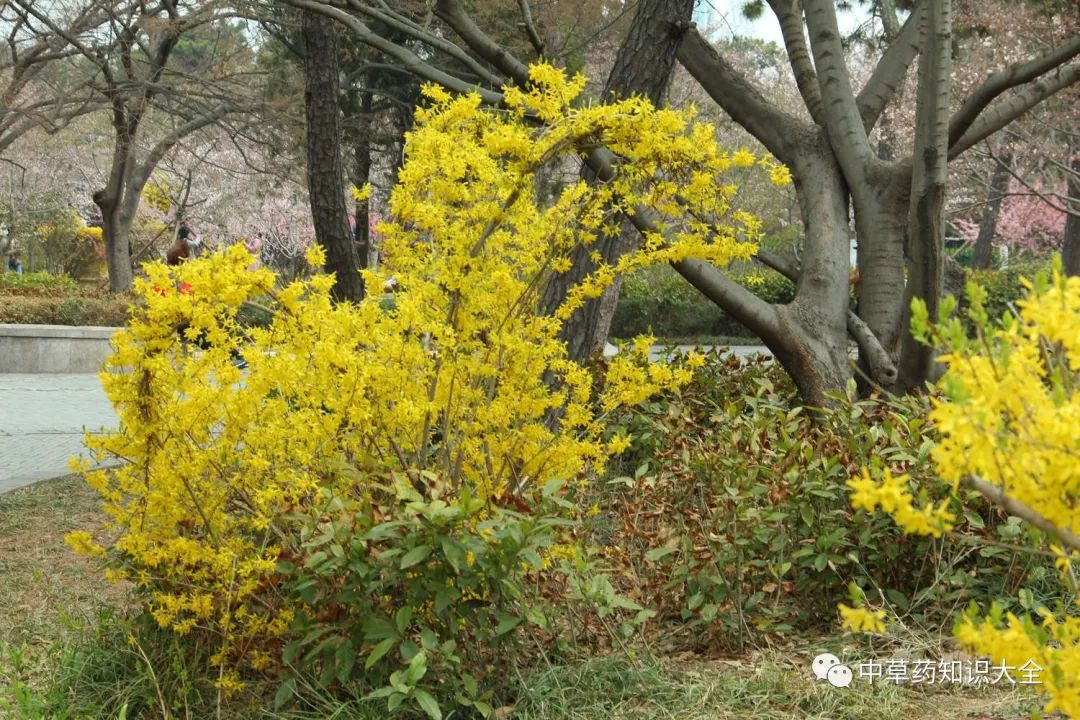 The Efficacy and Functions of Lian Qiao (Forsythia Suspensa)