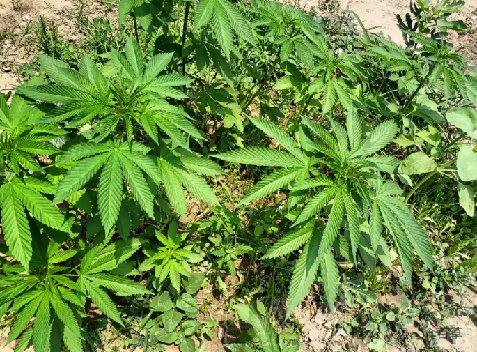 Fire Hemp Seed (Huo Ma Ren) and Its Therapeutic Benefits