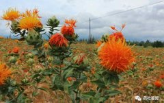 Traditional Chinese Medicine Herb - Safflower (Honghua)