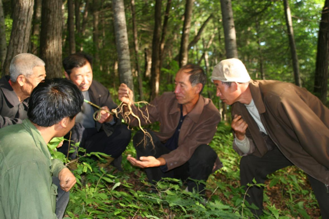 Young People Embrace Changbai Mountain Ginseng!