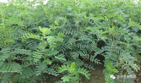 Astragalus: The Premier Qi-Boosting Herb and Its Applications