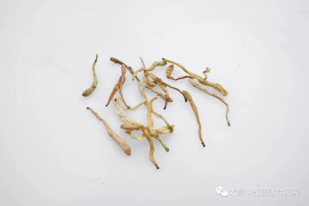 Honeysuckle: A Traditional Chinese Medicine Perspective