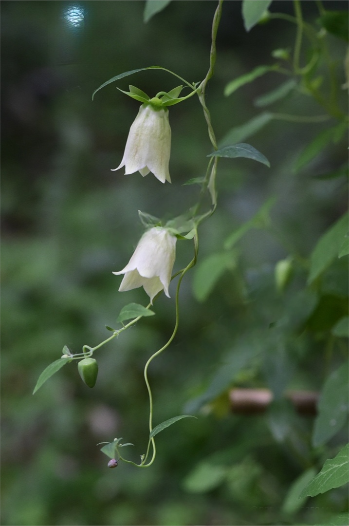 Weekly Herb: Codonopsis (Dang Shen)