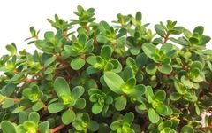 The Story of Ma Chi Xian (Purslane) Treating Ulcers