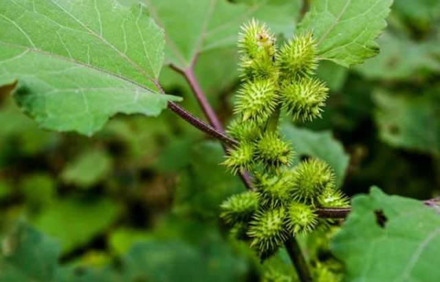 A Comprehensive Guide to 50 Common Medicinal Herbs in Rural China