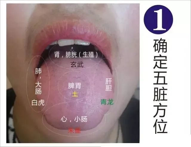 Comprehensive Guide to Observation Diagnosis in TCM: Understanding Shen, Head and Face, Lips, and Tongue Coating