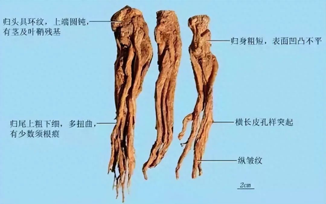 Identification of Angelica Sinensis (Dong Quai)