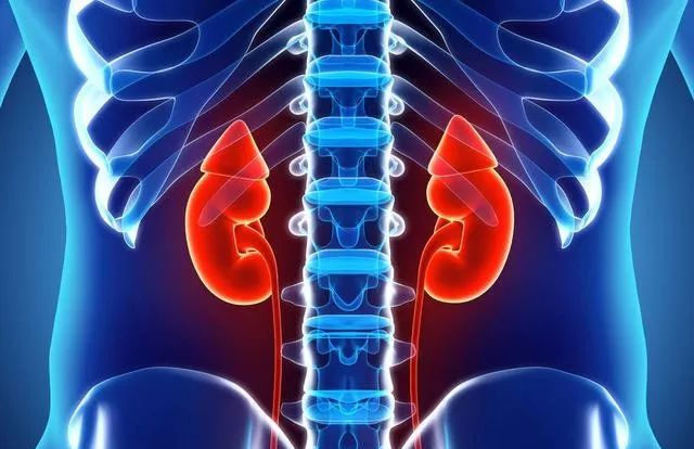 What Are the Symptoms of Kidney Yang Deficiency? Which Chinese Patent Medicines Can Alleviate Kidney Yang Deficiency?