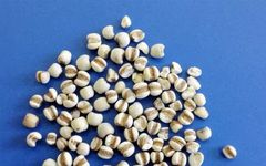 Identification Series of Common Chinese Medicinal Herbs: Coix Seed