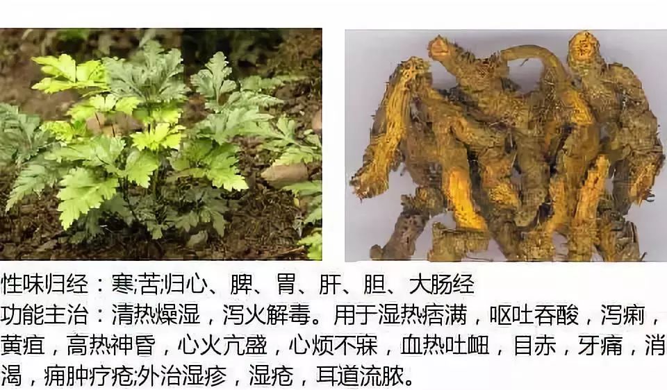 Illustrated Guide to Over 500 Chinese Medicinal Herbs (Including Therapeutic Effects)