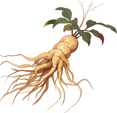 Health Science Popularization | Understanding Ginseng: 7 Key Questions for Safe Use