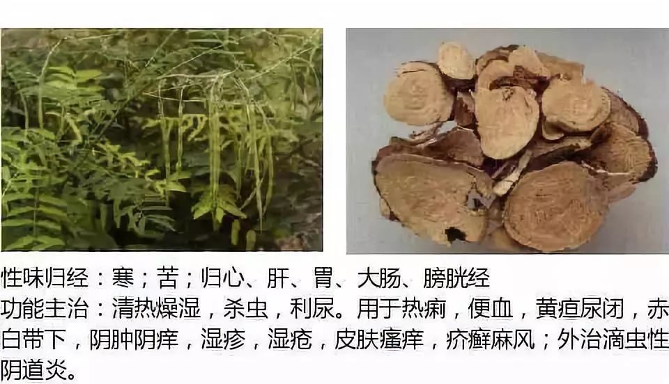 Illustrated Guide to Over 500 Chinese Medicinal Herbs (Including Therapeutic Effects)