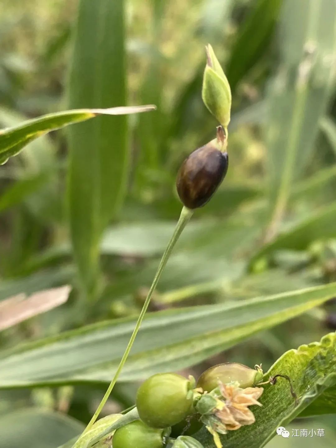 Analysis of Coix Seed (Yi Yi Ren) and Its Root in Traditional Chinese Medicine