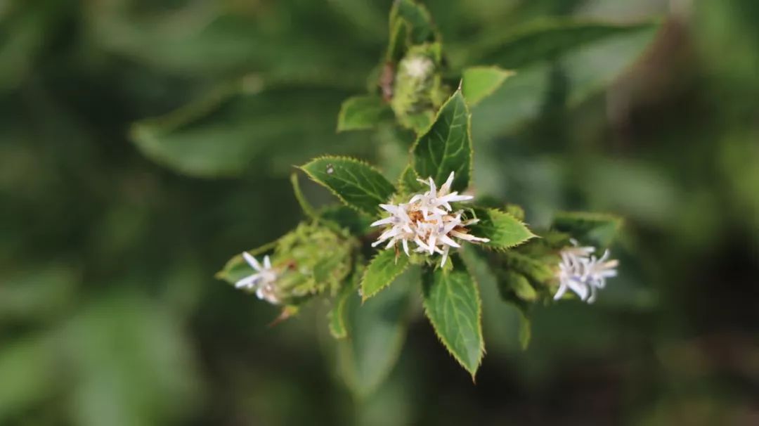 A Comprehensive Guide to Atractylodes (Cang Zhu)