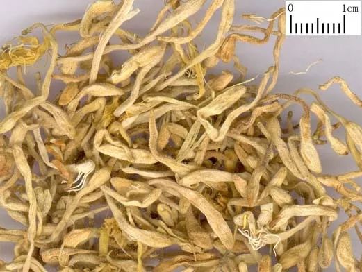 Honeysuckle (Jin Yin Hua) - A Comprehensive Overview from Historical Materia Medica
