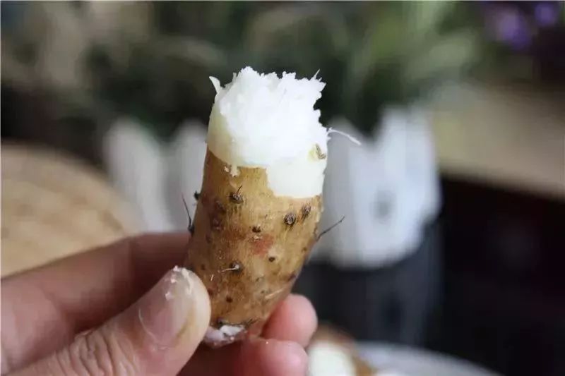 Yam: The Universal Remedy for Strengthening the Body and Expelling Pathogens