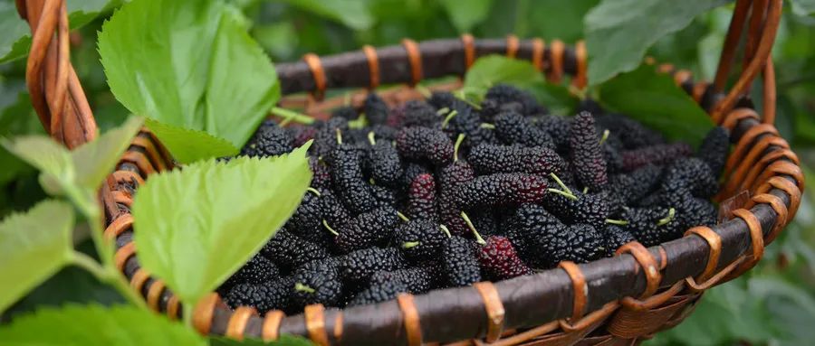 Top Ten Blood-Nourishing Foods: Surprising Rankings Without Red Dates! You Won't Believe the Number One!