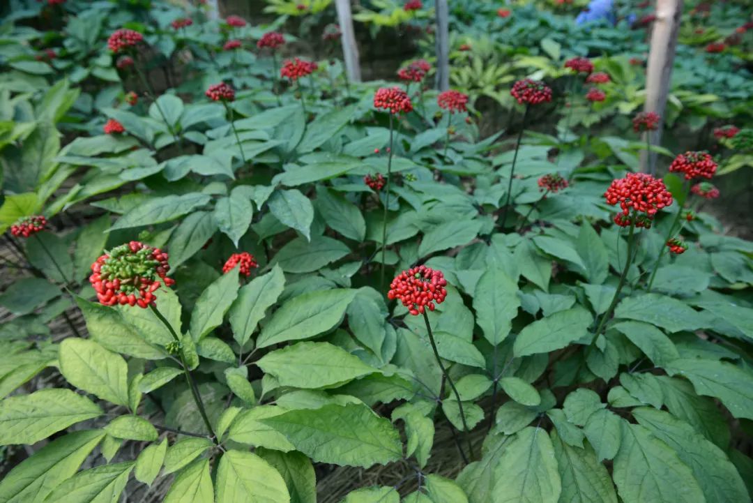 Daily Learning of a Chinese Herb: Ginseng