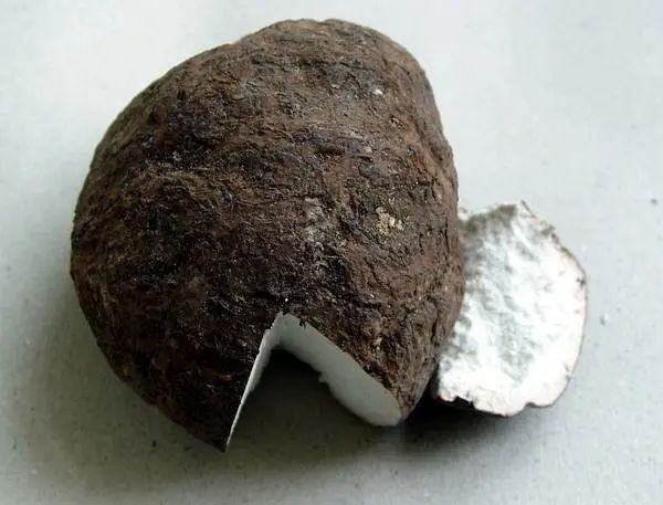 The Mysteries of Fuling (Poria) Root