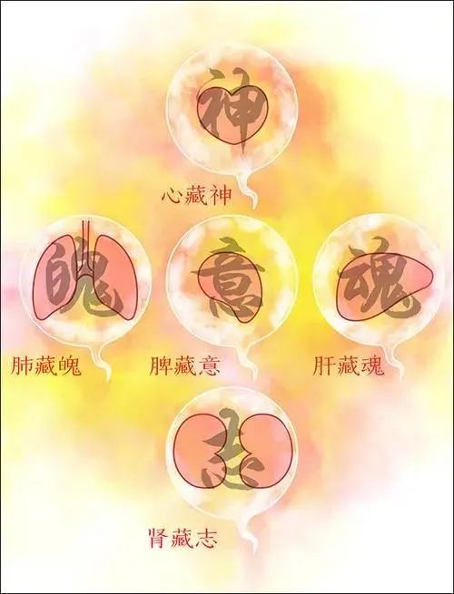 The Theory of the Five Organs and Their Spirits: Heart Houses the Shen, Lung Houses the Po, Liver Houses the Hun, Spleen Houses the Yi, Kidney Houses the Zhi!